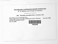 Puccinia recondita image